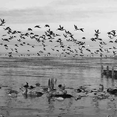 The Willow Studio - Peaceful Retreat Near Whitstable Seaside Faversham Buitenkant foto
